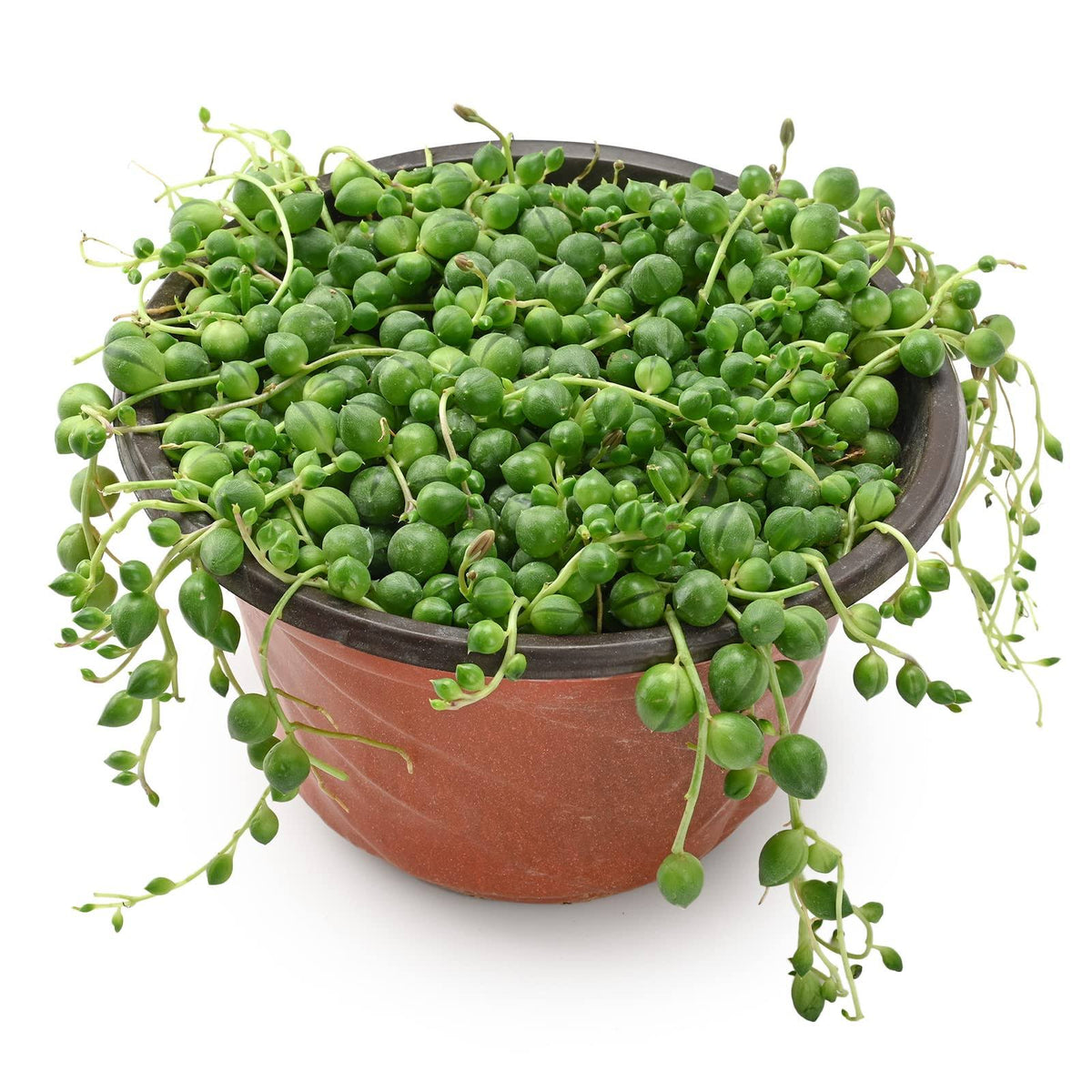 Sprout N Green 4" String of Pearls, Live Trailing Succulent Fully Rooted in Pots with Soil Mix, Rare House Plant for Home Office Wedding Hanging
